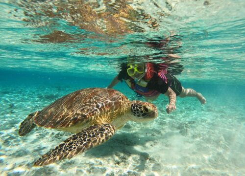 Schildkröten & Dugoung Schnorchel Ausflug Marsa Alam