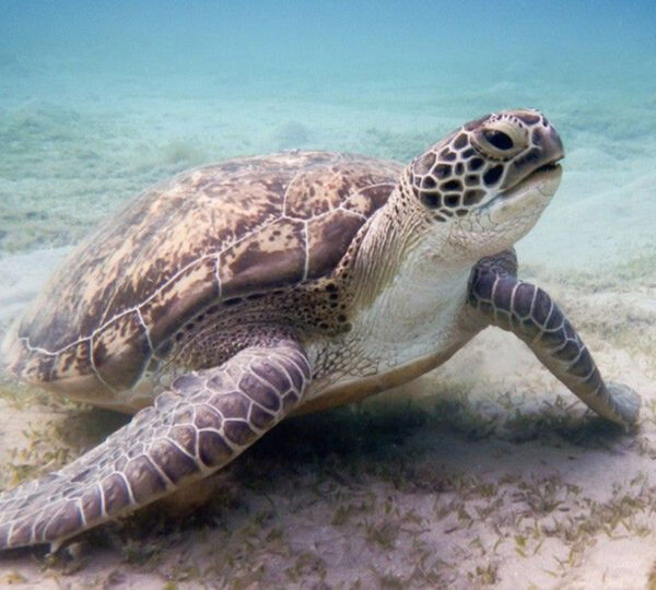 Abu Dabbab Schnorchel Ausflug - Schwimmen mit Schildkröten
