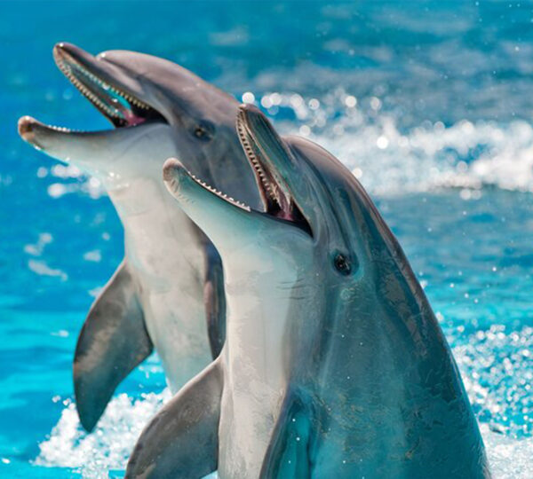 Delfinschwimmen Hurghada - lovely traveli .