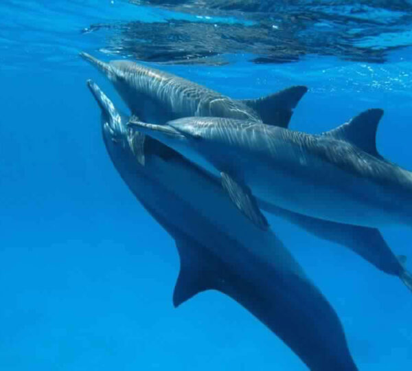 Schnorchelausflug am Sataya Dolphin , Reef in Marsa Alam .