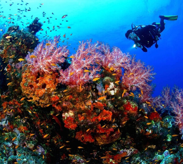 Intro Diving - Tauchen für Anfänger