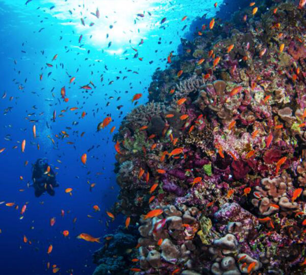 Intro Diving - Tauchen für Anfänger