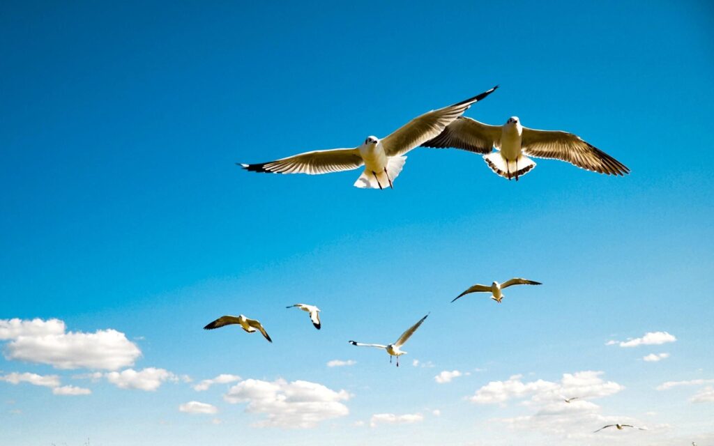 Vogelbeobachtung am Nil – Paradies für Naturliebhaber