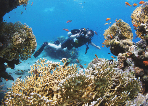 Die besten Schnorchel- und Taucherlebnisse im Roten Meer