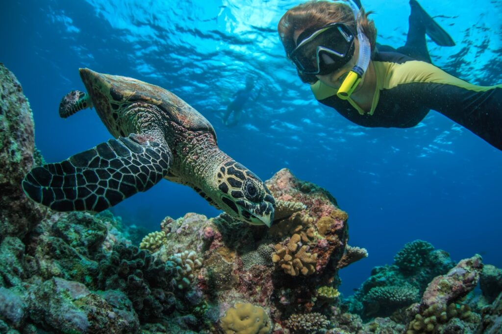 auchen im Roten Meer – Wracks und Riffe entdecken Schnorcheln und Tauchen im Roten Meer