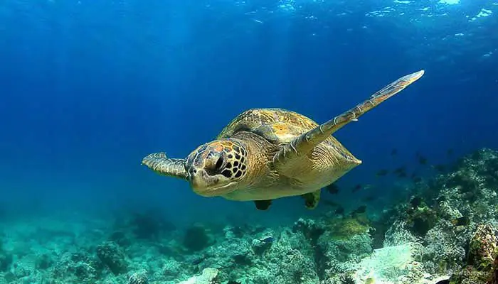 Warum das Rote Meer perfekt zum Tauchen und Schnorcheln ist