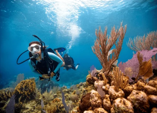 Unter der Oberfläche: Warum das Rote Meer das ultimative Tauchabenteuer bietet